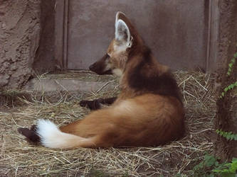 Maned Wolf Stock 3