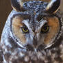 Owl Stock 15: Long-eared