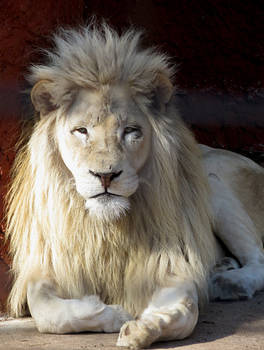 White Lion Stock 1