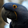 Bird Stock 11: Hyacinth Macaw