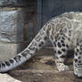 Snow Leopard Stock 19