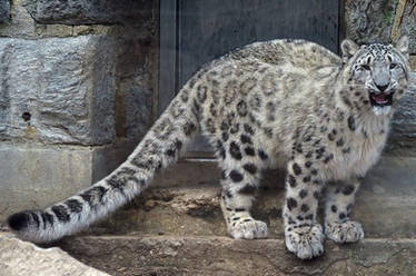 Snow Leopard Stock 19