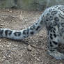 Snow Leopard Stock 20