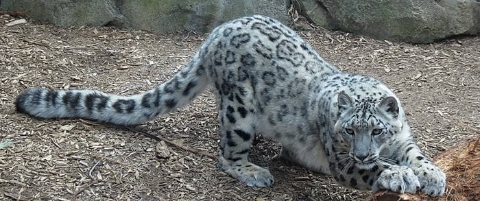 Snow Leopard Stock 20