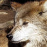 Mexican Wolf Stock 21