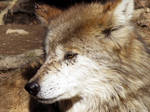 Mexican Wolf Stock 21