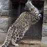 Snow Leopard Stock 21