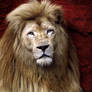 White Lion Stock 3