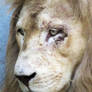 White Lion Stock 4