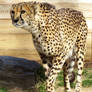Cheetah Stock 1