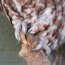 Paw Stock 21: Owl Talons