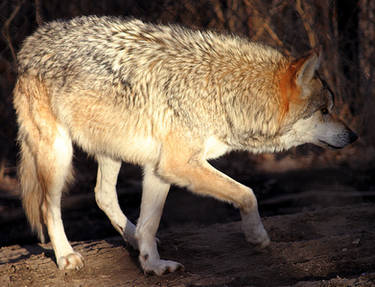 Mexican Wolf Stock 25
