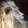 White Lion Stock 5