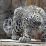 Snow Leopard Stock 24