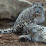 Snow Leopard Stock 25: Mother and Cub