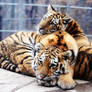 Amur Tiger Stock 15: Cubs