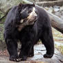 Spectacled Bear Stock 3