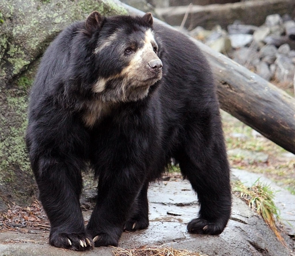 Spectacled Bear Stock 3 by HOTNStock