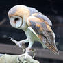 Owl Stock 17: Barn Owl