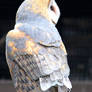 Owl Stock 18: Barn Owl