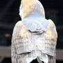 Owl Stock 19: Barn Owl