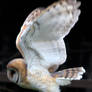 Owl Stock 20: Barn Owl