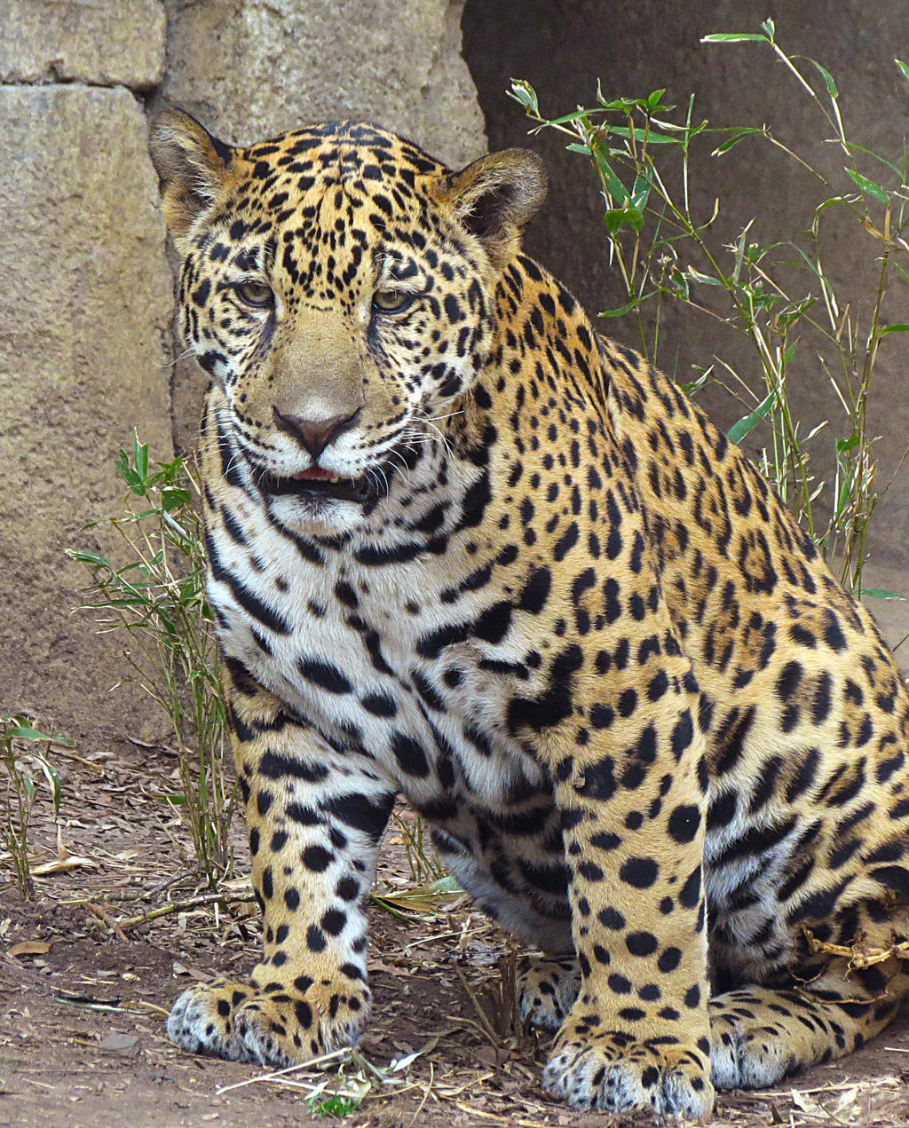 Jaguar Stock 2: Cub