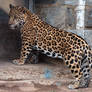 Jaguar Stock 3: Cub