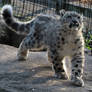 Snow Leopard Stock 26: Cub