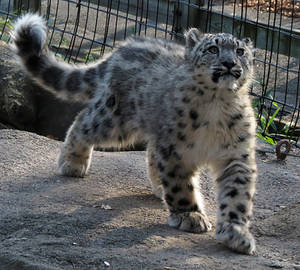 Snow Leopard Stock 26: Cub