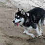 Dog Stock 4: Husky Running