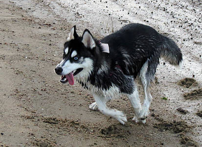 Dog Stock 4: Husky Running