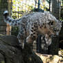 Snow Leopard Stock 27: Leaping Cub