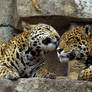 Jaguar Stock 4: Cub and Mother