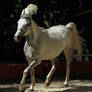 Arabian Horse Stock 1