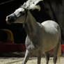 Arabian Horse Stock 2