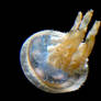 Aquatic Stock 4: Jellyfish