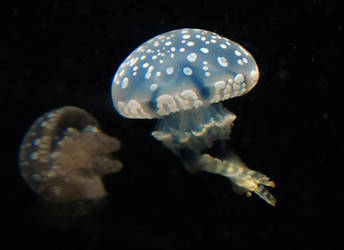 Aquatic Stock 5: Jellyfish