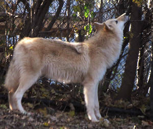 Gray Wolf Stock 6