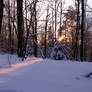 Winter Forest Stock 1