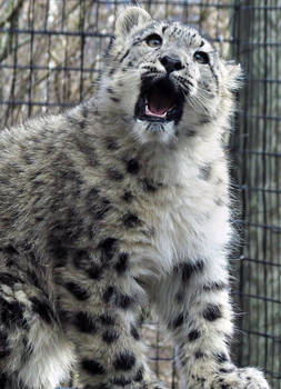 Snow Leopard Stock 28: Cub