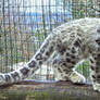 Snow Leopard Stock 29: Cub