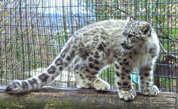 Snow Leopard Stock 29: Cub