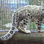 Snow Leopard Stock 30: Cub