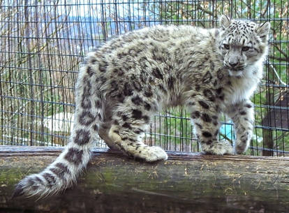 Snow Leopard Stock 30: Cub