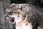 Snow Leopard Stock 31