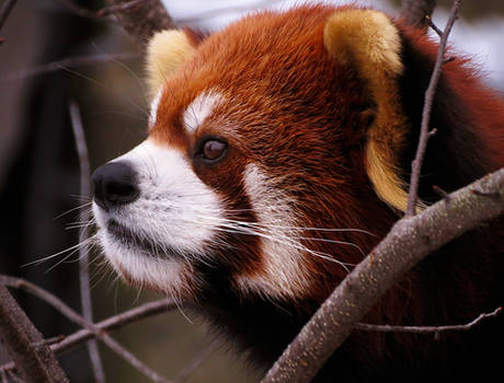 Red Panda Stock 4