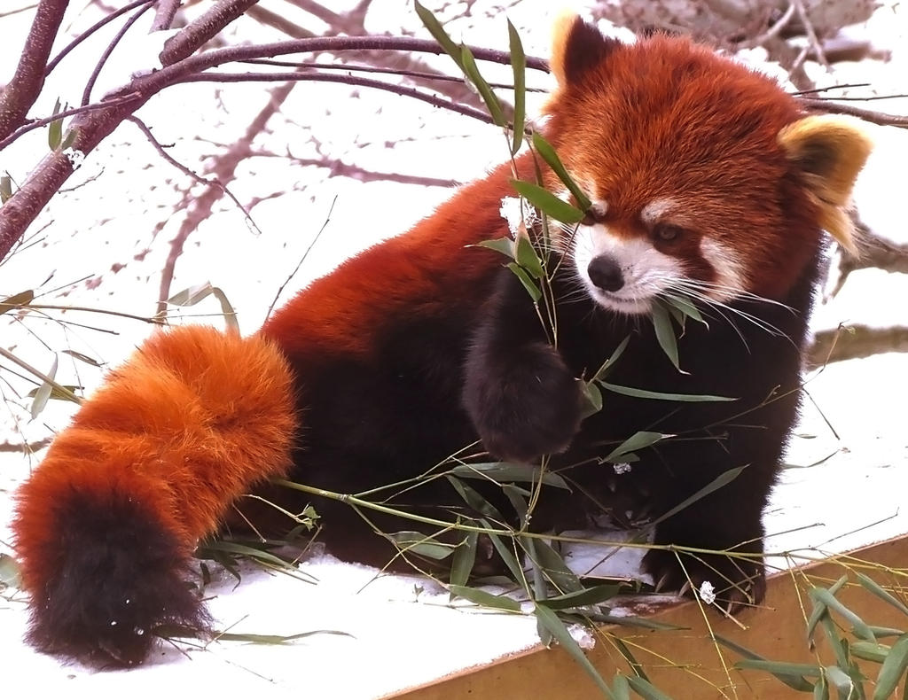 Red Panda Stock 9