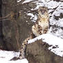 Snow Leopard Stock 32