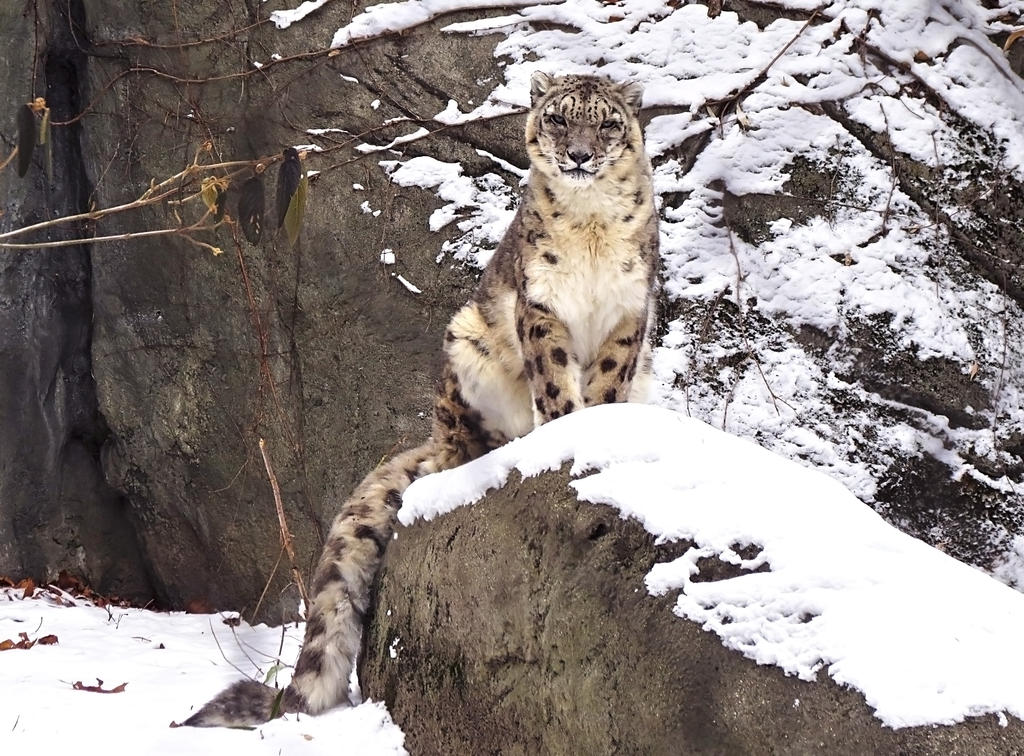 Snow Leopard Stock 32